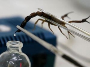 У Марокко винайшли «доїльного» робота для видобутку отрути скорпіонів
